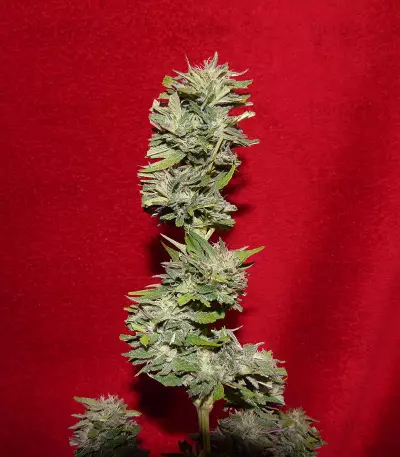 King Kong Auto feminized seeds