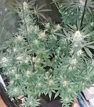 King Kong Seeds