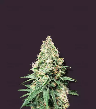 Semi regolari di Kush Bomb