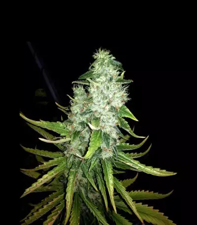 Lemon Ice 2.0 Seeds
