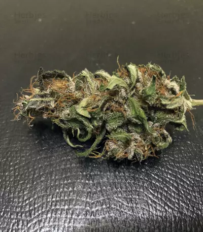 Lemonberry Haze Auto (Original Sensible Seeds)