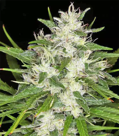 Malawi Breeders Pack feminized seeds