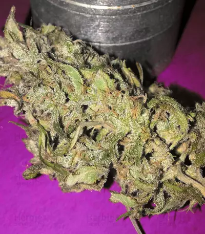 Melon Gum Auto Seeds