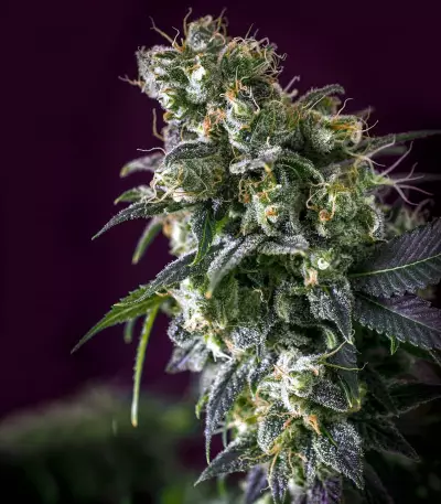 NL5 x Skunk Seeds