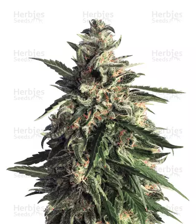 Old Early Skunk feminized seeds
