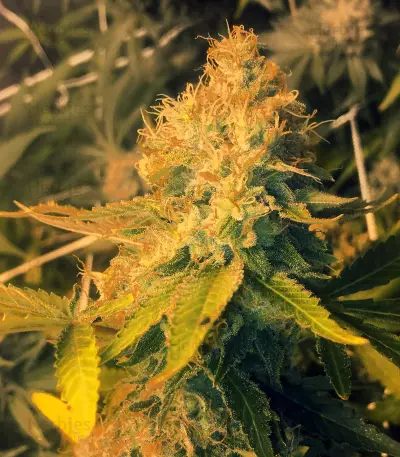 Pineapple Express Seeds (G13 Labs)