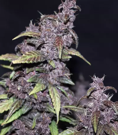Graines féminisées de Purple Lemonade Auto (Fast Buds)