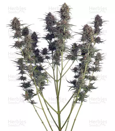 Runtz (Seedstockers)