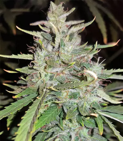 Sandstorm feminized seeds