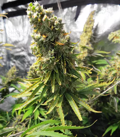 Silver Bubble (Reserva Privada)
