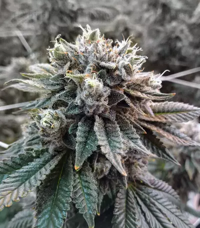Sorbet #4 feminized seeds