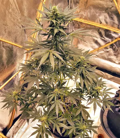 Sticky Fingers Autoflower (Seedstockers)