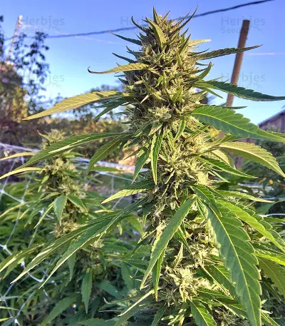 Strawberry Banana feminized seeds