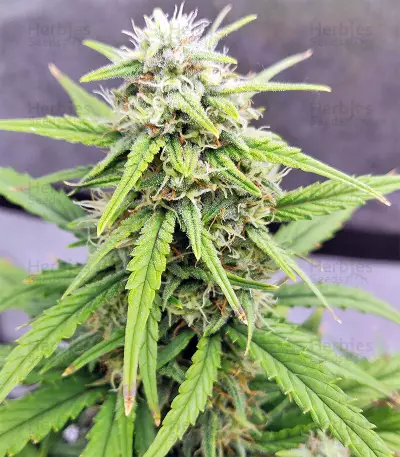 Strawberry Gum feminized seeds