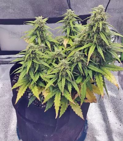 Strawberry Gum feminized seeds