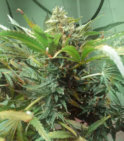 Sementes Feminizadas de Sugar Black Rose Early Version (Delicious Seeds)