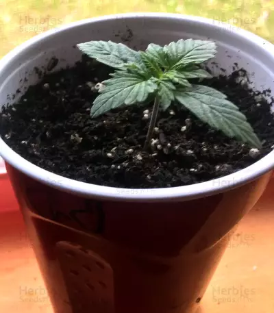 Thin Mint Crack Autoflower feminized seeds
