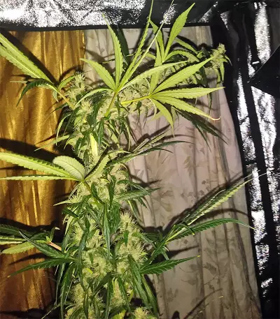 Tikal Seeds - Cannabis Strain Seeds for Sale