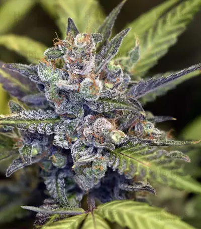 Wedding Cake Auto feminized seeds (Original Sensible Seeds)