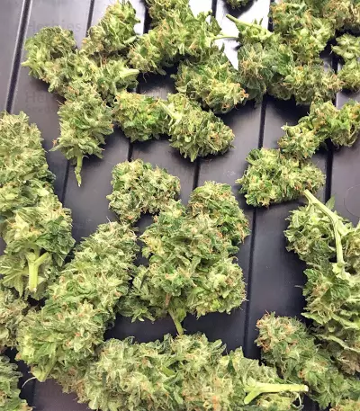 Graines de cannabis Wedding Cake (Big Head Seeds)