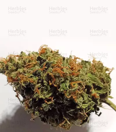Graines de cannabis White Lavender (G13 Labs)