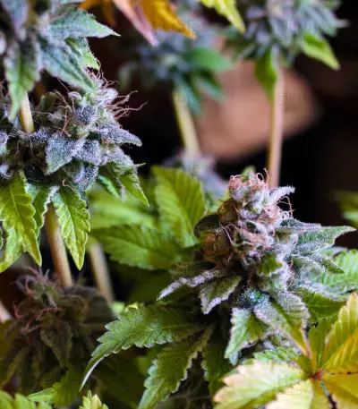 White Widow feminized seeds (White Label)