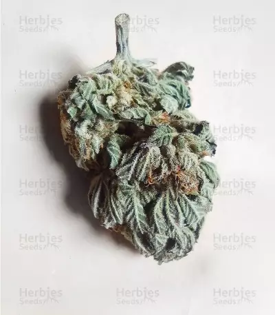 Anesthesia CBD Seeds