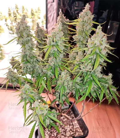 Auto CBD Kush 1:1 (Herbies Seeds)