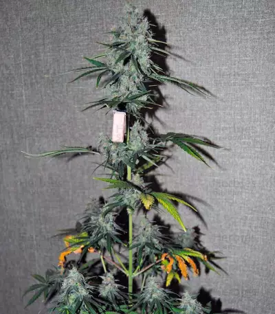 Auto Wappa Seeds