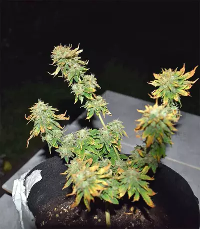 Blue Sherbet S1 strain