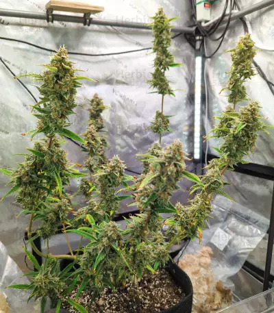 Sementes da Bruce Banner #3 Auto (Herbies Seeds)