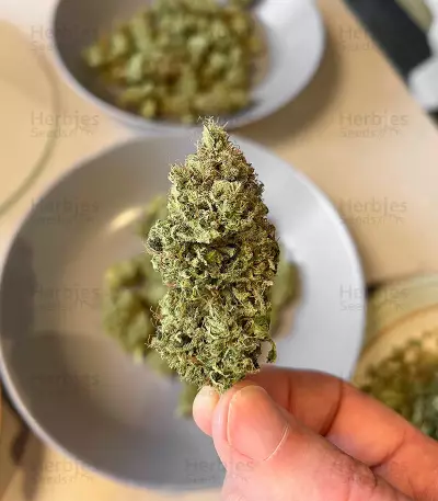 Semi femminizzati Chem OG