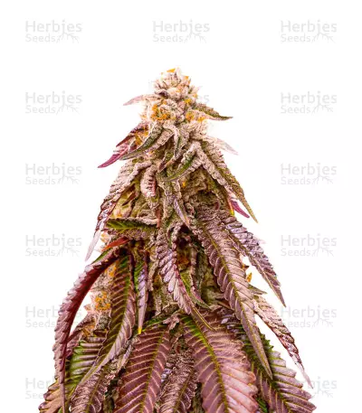 Dozywelly OG Feminized Seeds (AlphaFem Seeds)