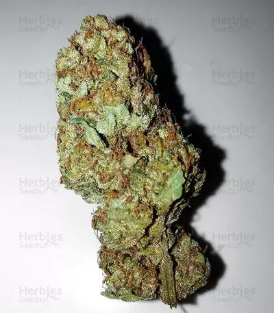 Graines de cannabis Edam Bomb (Cheese Bomb) (Bomb Seeds)