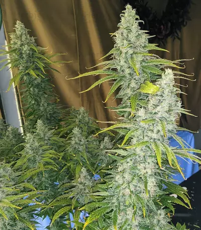 Eleven Roses Early Version Seeds (Delicious Seeds)