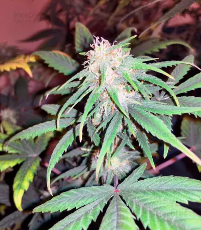 Exodus Cheese Autoflowering Auto Seeds