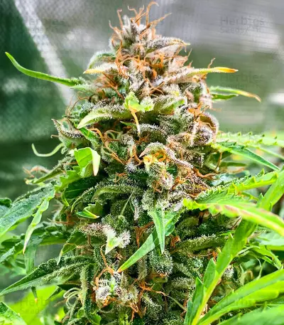 GG#4 Original Glue Fast Version (EGS)