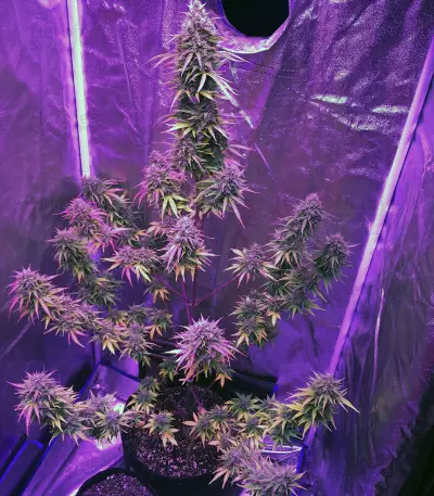 Semi femminizzati Girl Scout Cookies Auto (Auto Seeds)