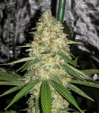 GG#4 Original Glue (Cali Buds Seeds)