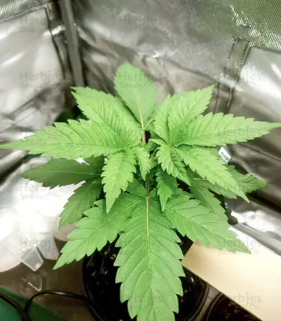 Grease Monkey (Herbies Seeds)
