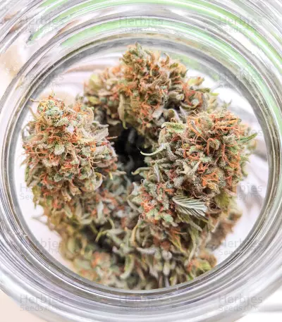Great White Shark (Herbies Seeds)