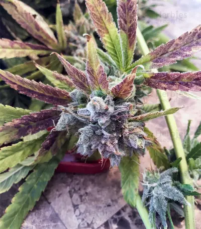 Kushberry feminized seeds