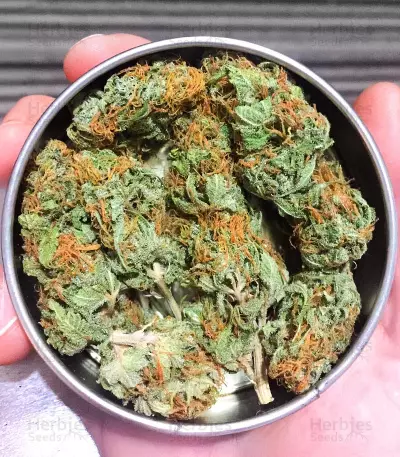 La Cheese (Big Buddha Seeds)