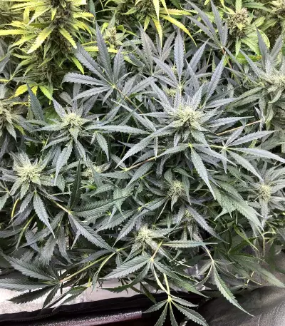 Purple Punch Auto