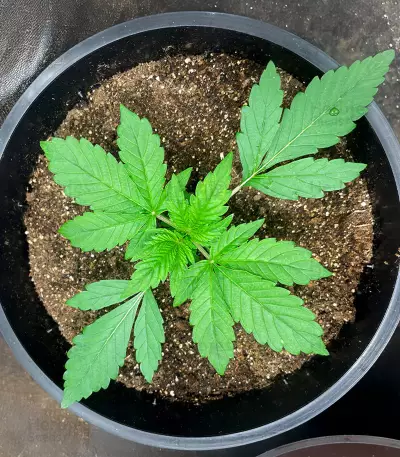 Semi Femminizzati Red Strawberry Banana Auto (Sweet Seeds)