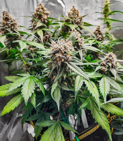 Semillas Feminizadas Runtz Autoflower (EGS)