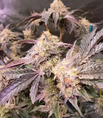 Sticky Sherbert GG Seeds (Seedkeepers)