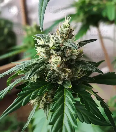 Auto Georgia Pie feminized seeds