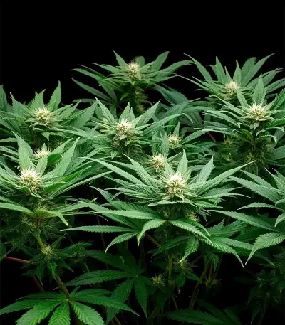 Bay Haze Seeds
