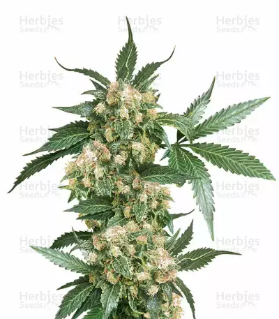 Black Domina regular (Sensi Seeds)